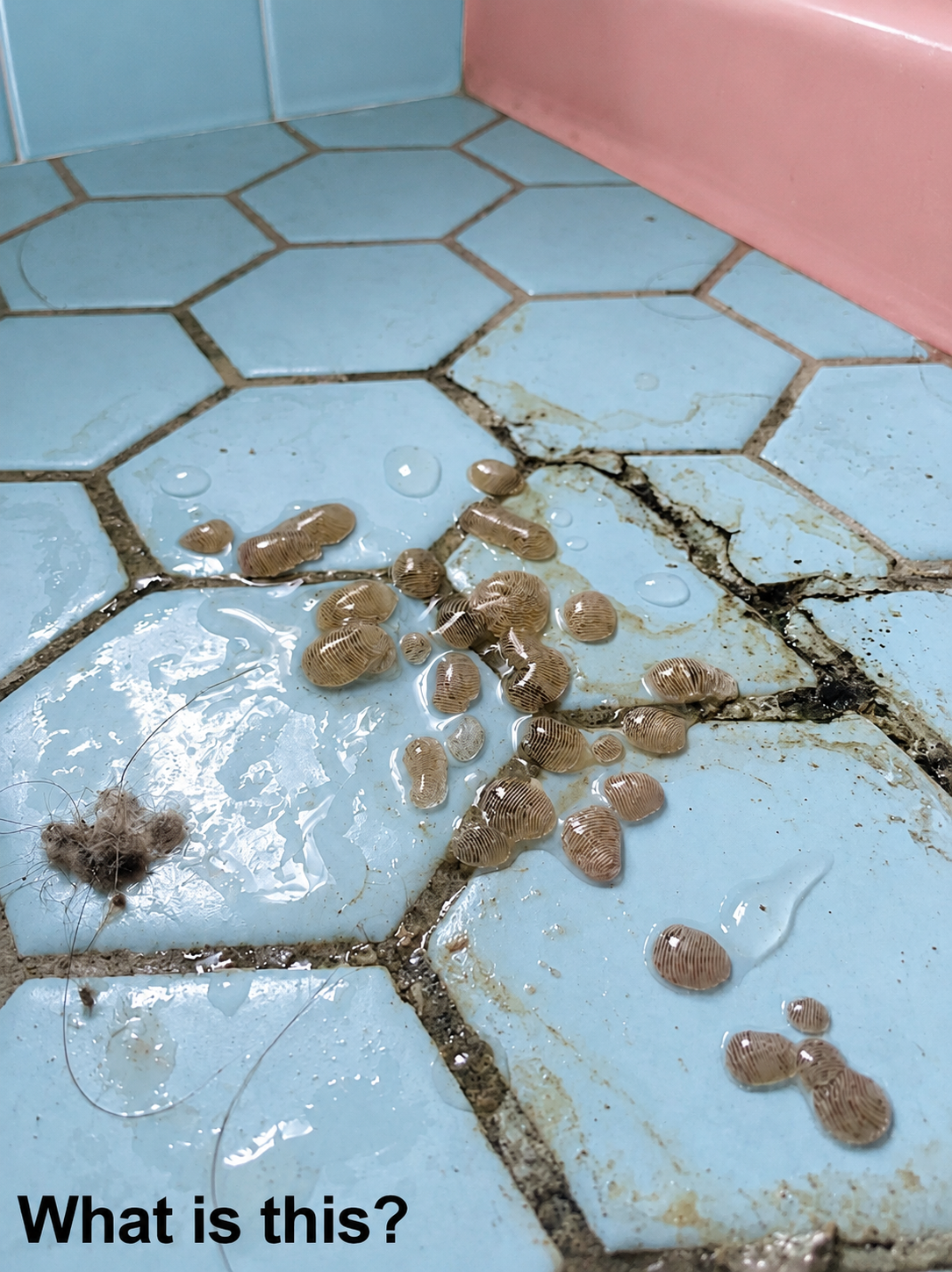I walked into my bathroom this morning expecting a normal start to the day. Instead, I froze. 1 ChatGPT Image Jun 9 2026 11 05 55 PM